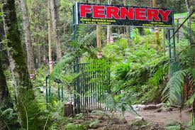 India’s largest open-air fernery inaugurated in Uttarakhand