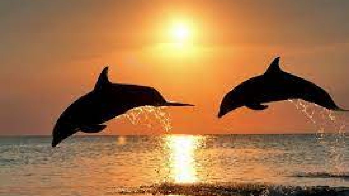 Ganga River Dolphin Day: 5 October