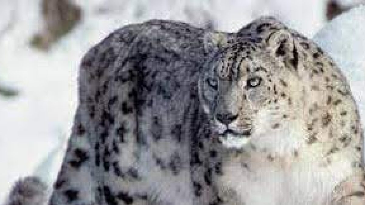 International Snow Leopard Day : 23 October