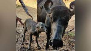 India's first ‘test tube’ Banni buffalo calf born in Gujarat