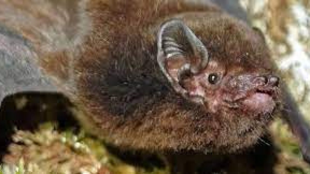 New Zealand names critically endangered native long-tailed bat as Bird of the Year
