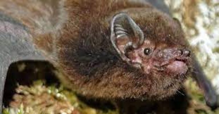 New Zealand names critically endangered native long-tailed bat as Bird of the Year