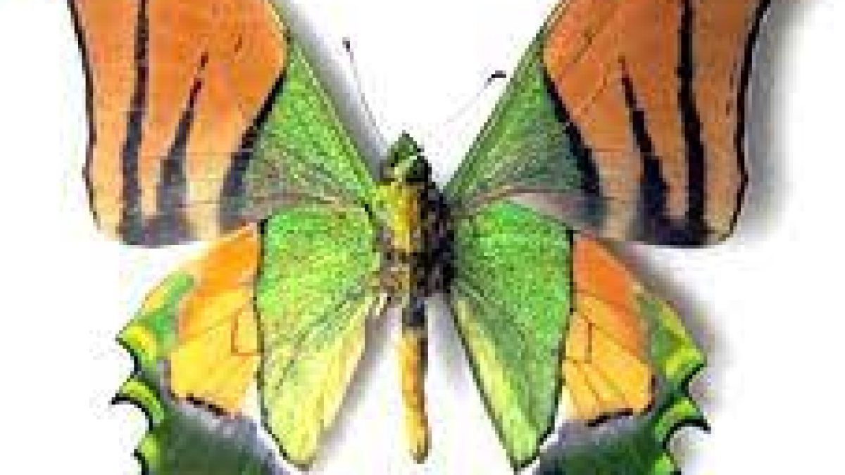 ‘Kaiser-i-Hind’ declared as Arunachal Pradesh’s State Butterfly