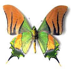 ‘Kaiser-i-Hind’ declared as Arunachal Pradesh’s State Butterfly