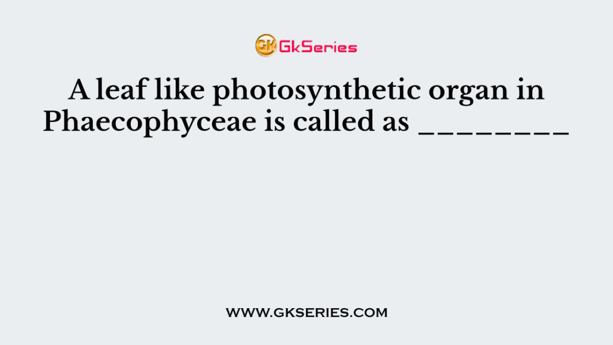 A leaf like photosynthetic organ in Phaecophyceae is called as ________