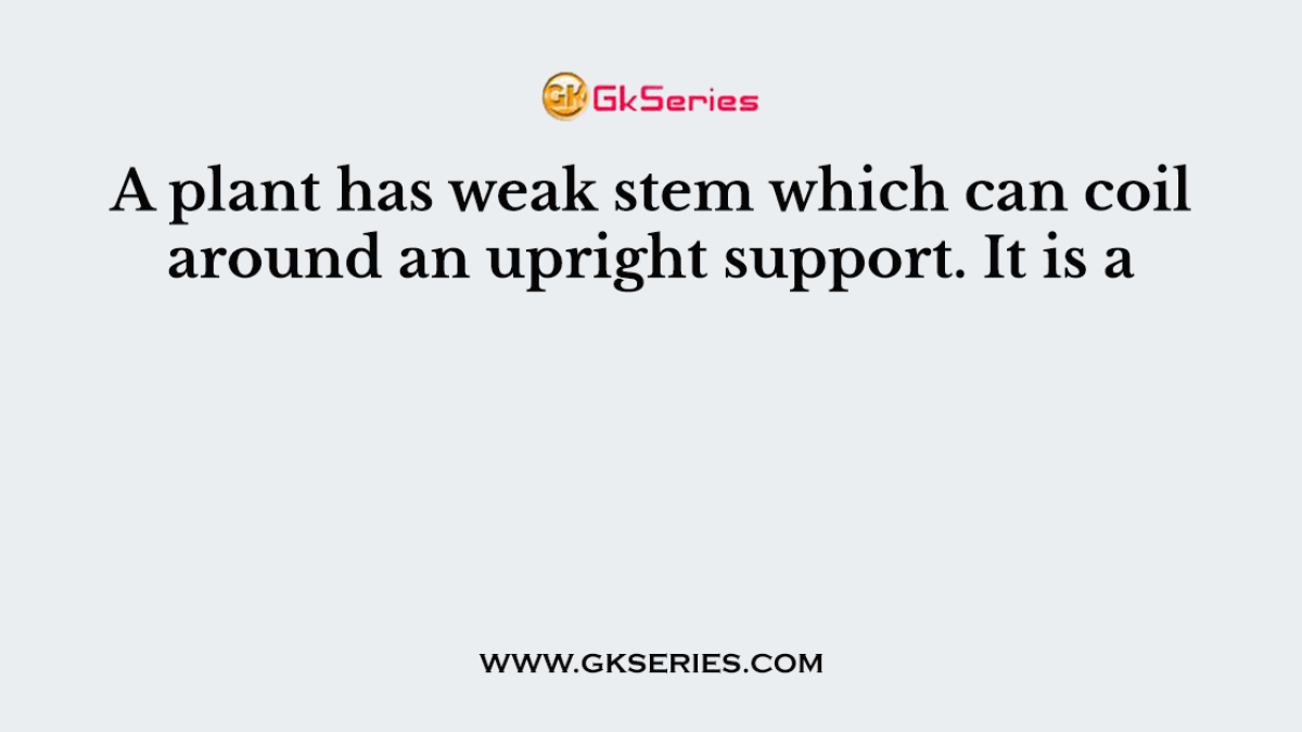A plant has weak stem which can coil around an upright support. It is a