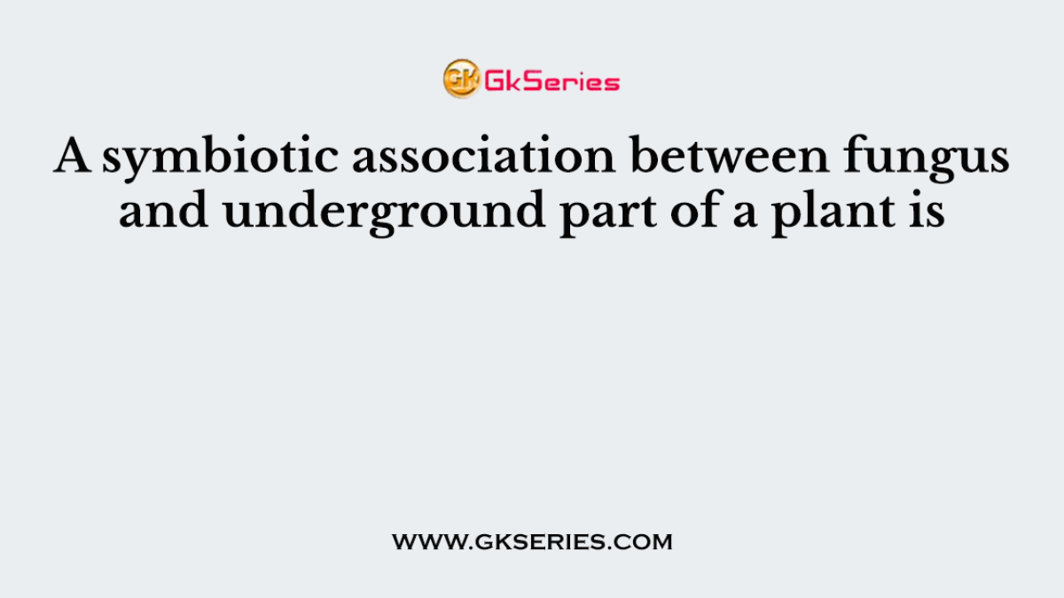 A symbiotic association between fungus and underground part of a plant is