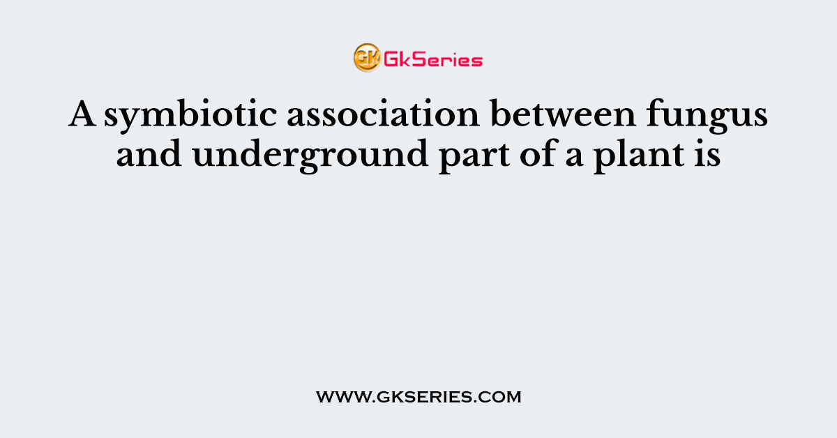 A symbiotic association between fungus and underground part of a plant is