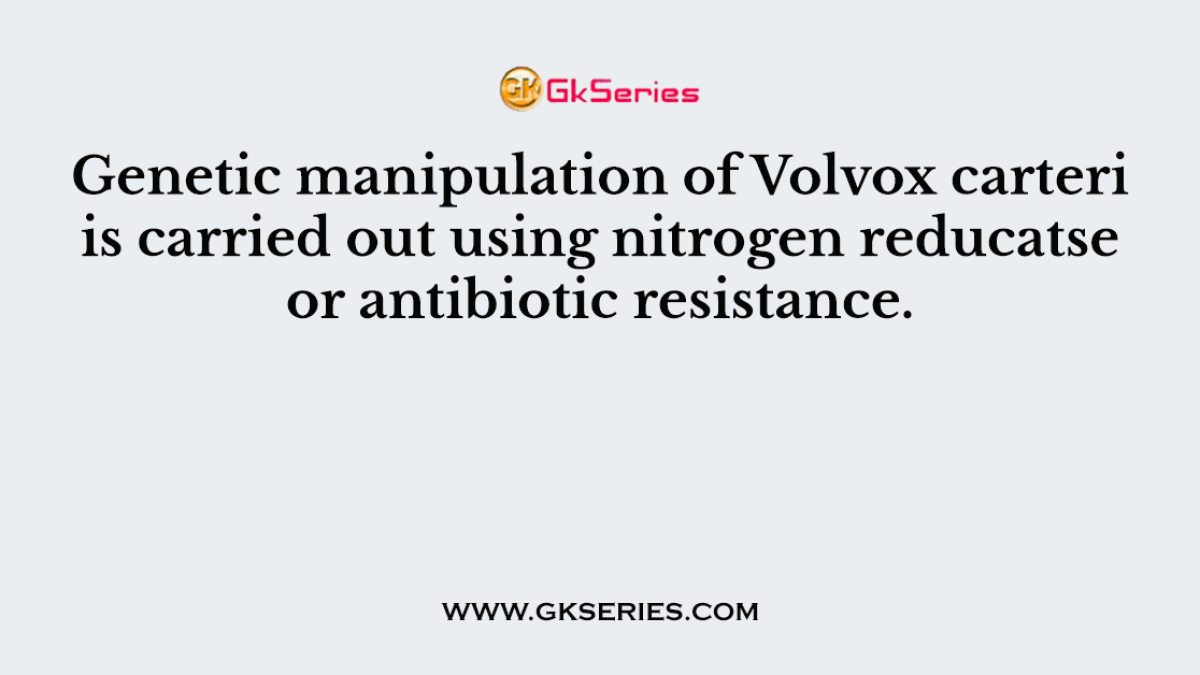 Genetic manipulation of Volvox carteri is carried out using nitrogen reducatse or antibiotic resistance.