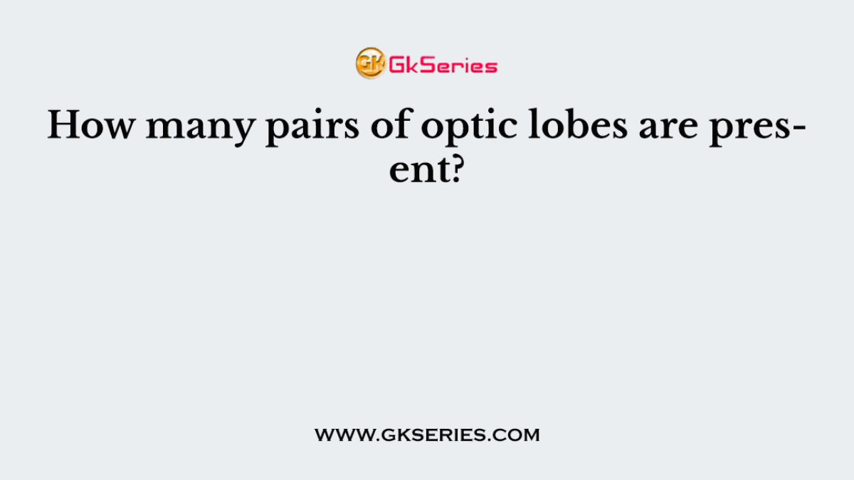 How many pairs of optic lobes are present?