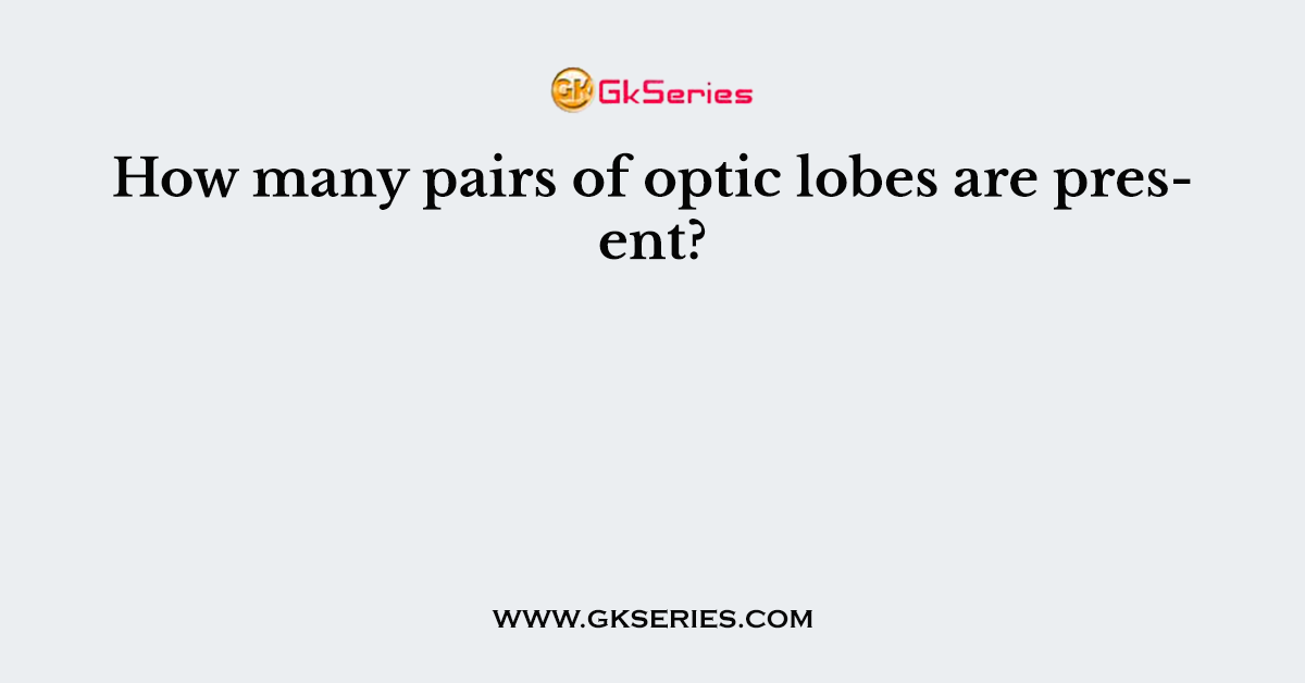 How many pairs of optic lobes are present?