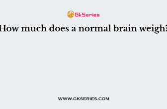 How much does a normal brain weigh?