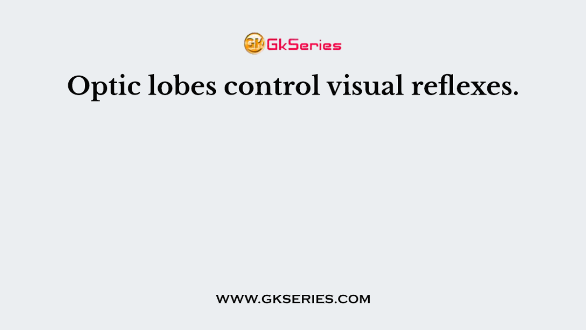Optic lobes control visual reflexes.