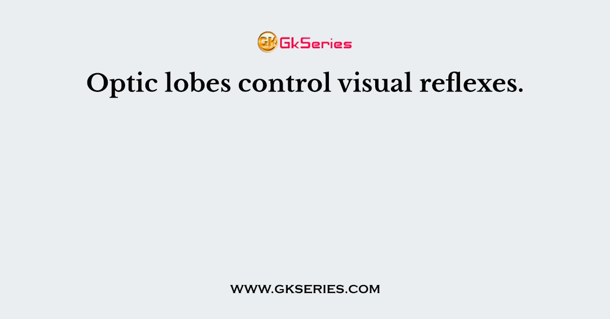 Optic lobes control visual reflexes.