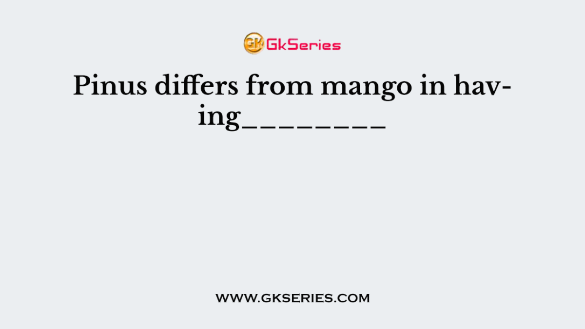 Pinus differs from mango in having________