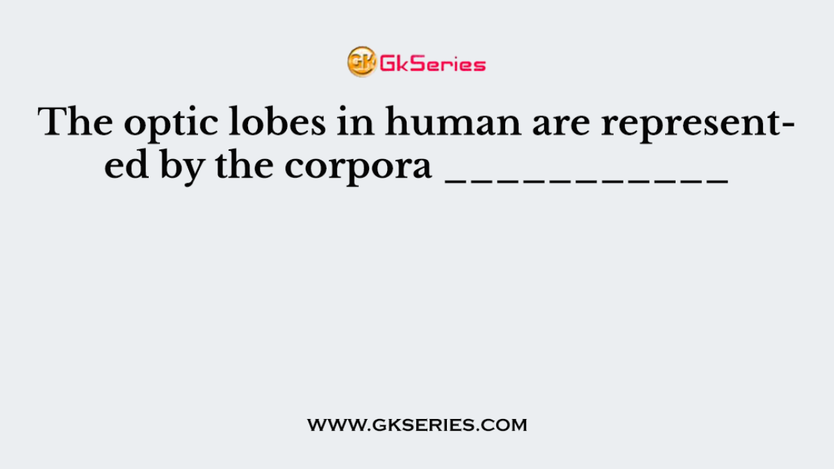 The optic lobes in human are represented by the corpora ___________