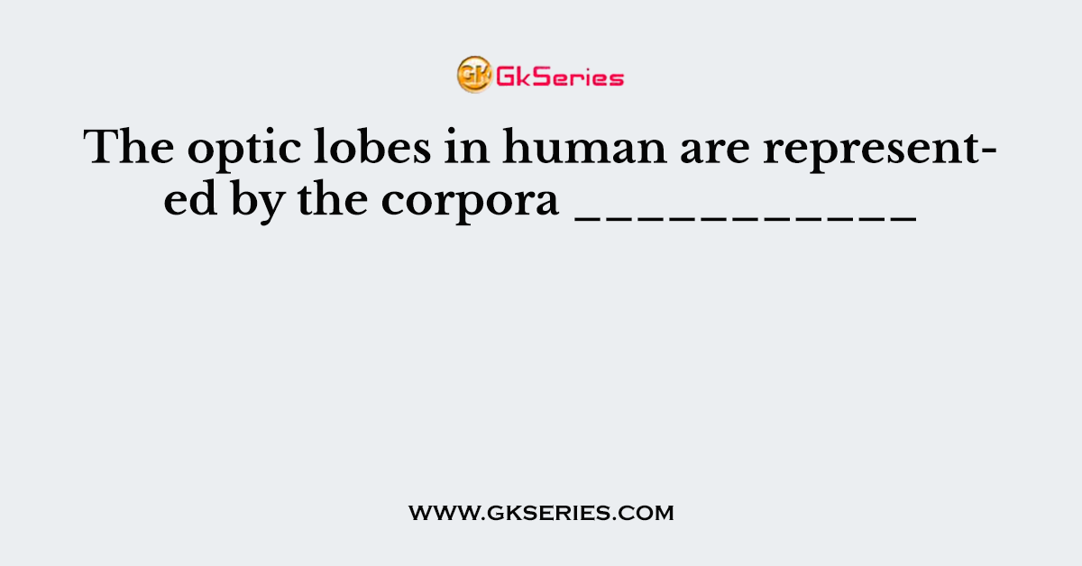 The optic lobes in human are represented by the corpora ___________
