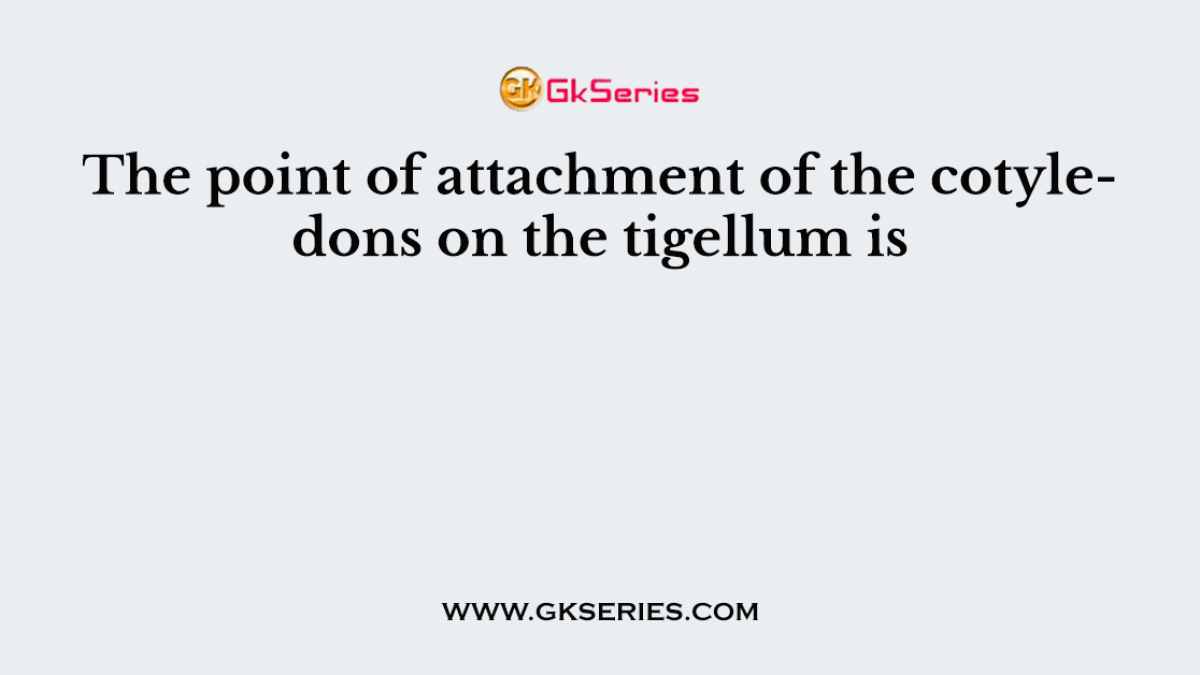 The point of attachment of the cotyledons on the tigellum is