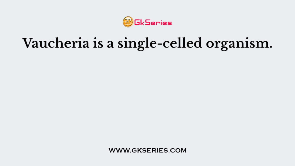 Vaucheria is a single-celled organism.