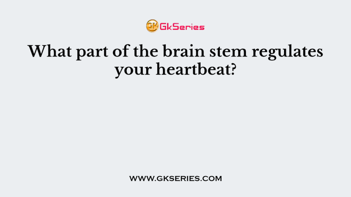 What part of the brain stem regulates your heartbeat?