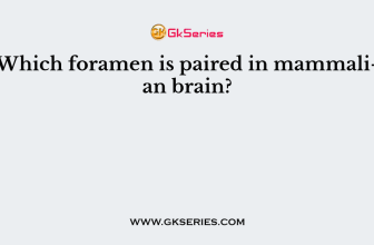 Which foramen is paired in mammalian brain?