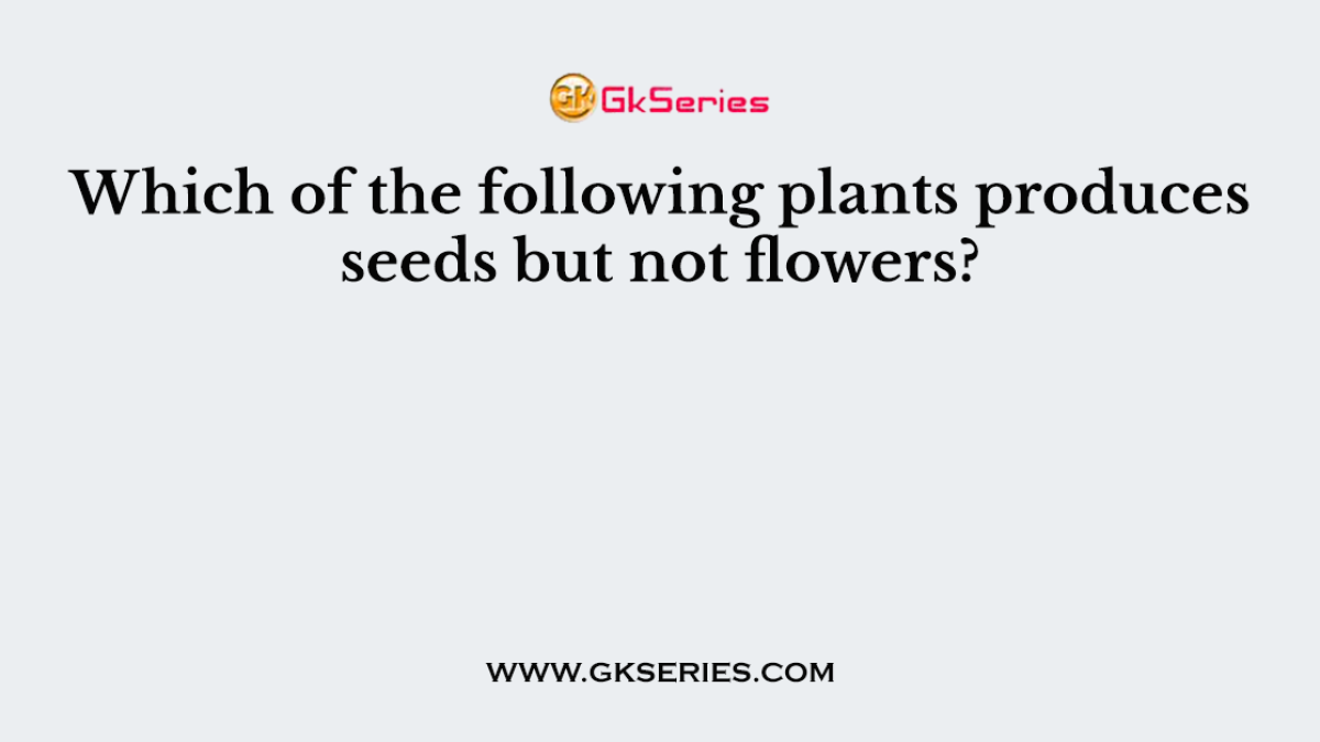Which of the following plants produces  seeds but not flowers?