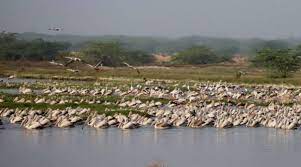 Kazhuveli Wetland declared as 16th Bird Sanctuary of Tamil Nadu