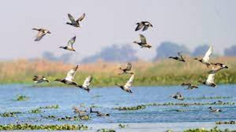 Haiderpur wetland in Uttar Pradesh recognised as Ramsar Site