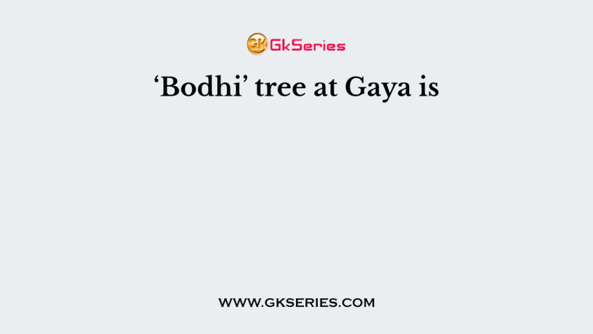 ‘Bodhi’ tree at Gaya is