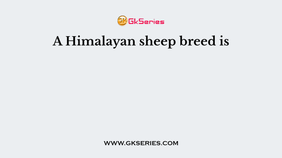 A Himalayan sheep breed is