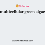 A multicellular green algae is