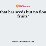 A plant that has seeds but no flowers and fruits?