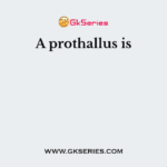 A prothallus is