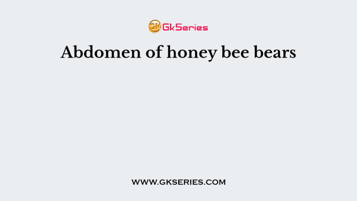 Abdomen of honey bee bears