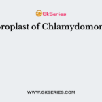 Chloroplast of Chlamydomonas is