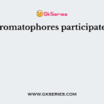Chromatophores participate in