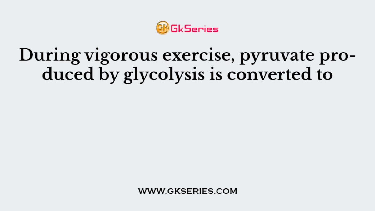 During vigorous exercise, pyruvate produced by glycolysis is converted to