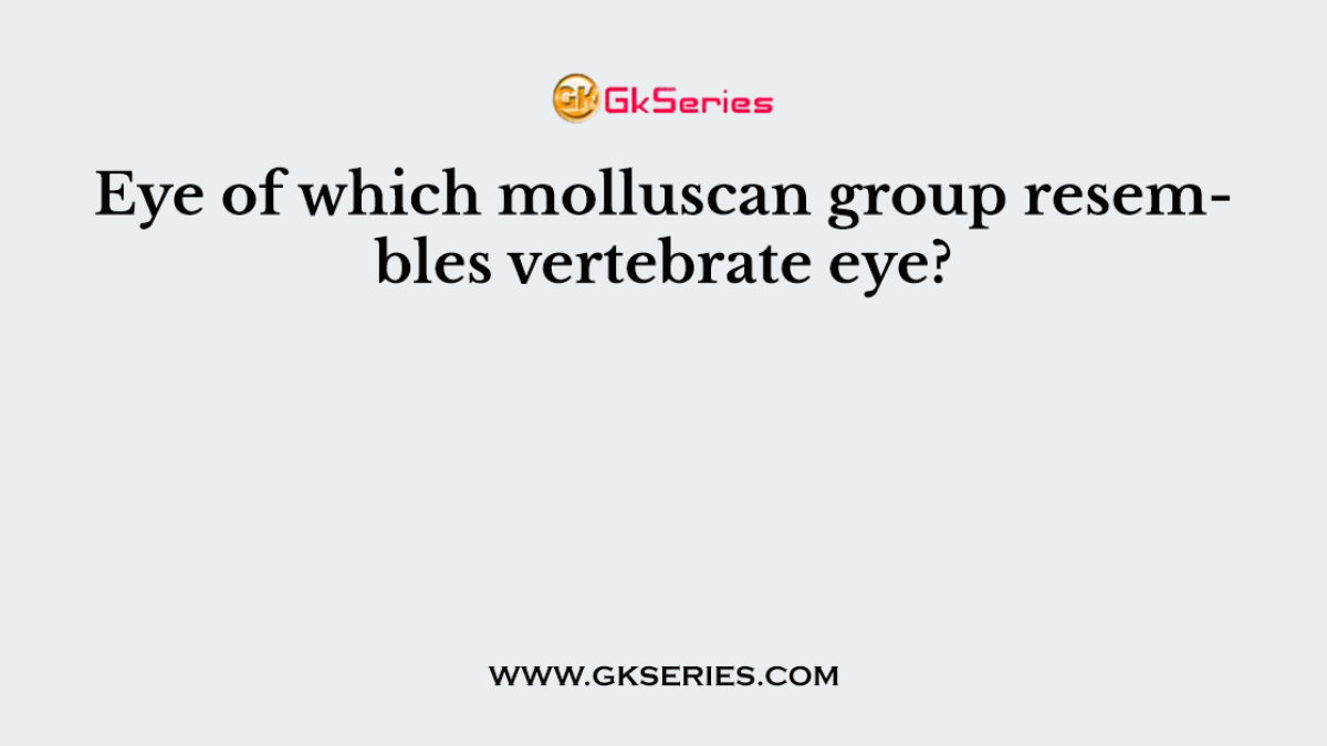 Eye of which molluscan group resembles vertebrate eye?