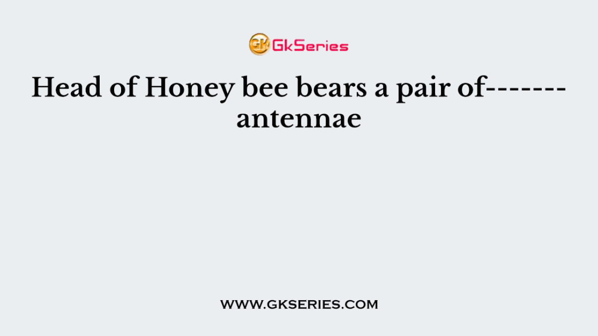 Head of Honey bee bears a pair of------- antennae