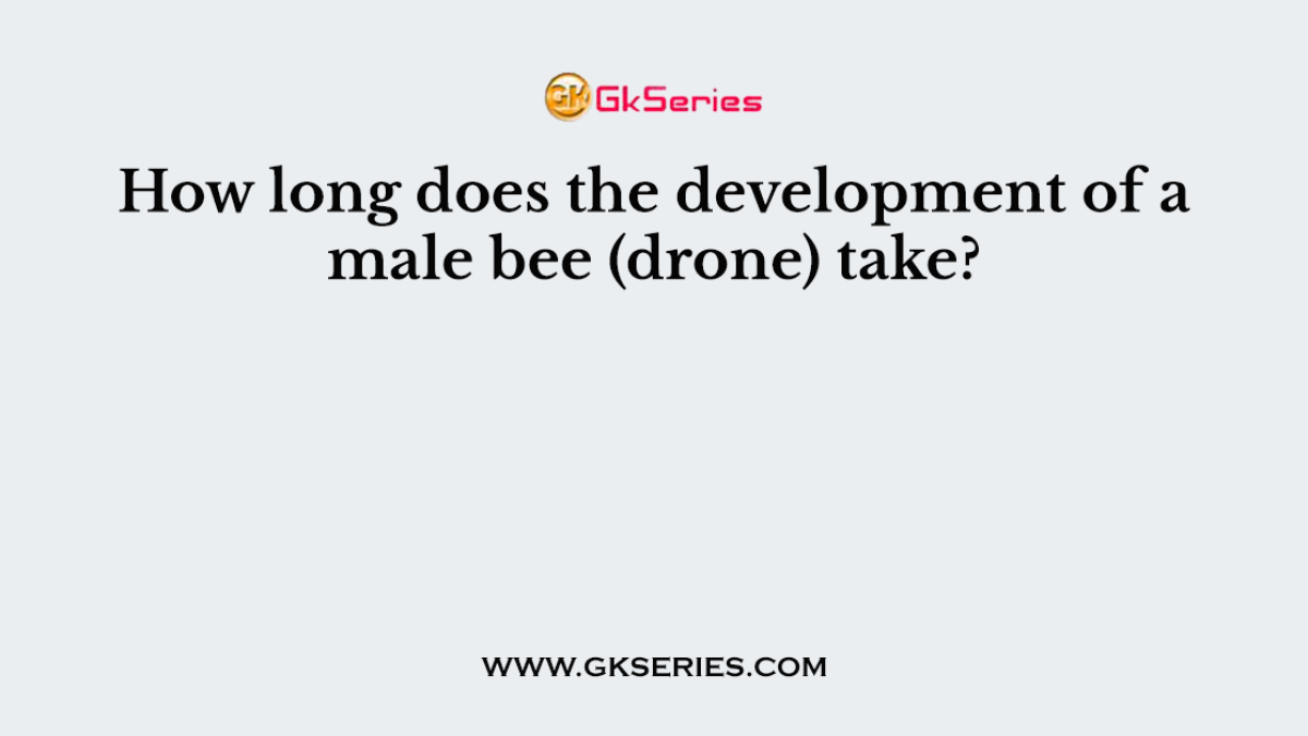 How long does the development of a male bee (drone) take?