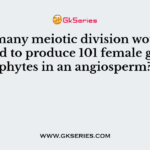 How many meiotic division would be required to produce 101 female gametophytes in an angiosperm?