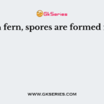 In fern, spores are formed in
