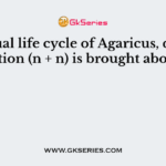 In sexual life cycle of Agaricus, dikaryotization (n + n) is brought about by