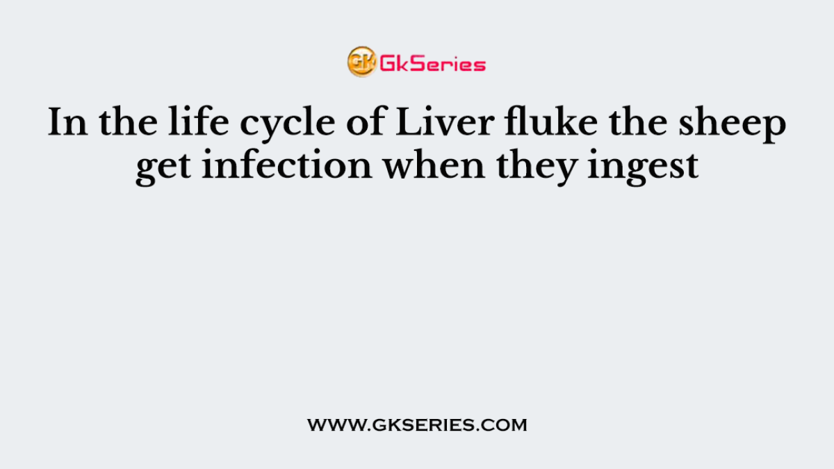 In the life cycle of Liver fluke the sheep get infection when they ingest