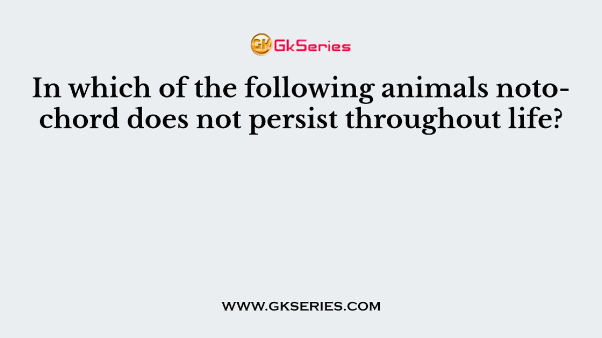 In which of the following animals notochord does not persist throughout life?