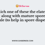 In which one of these the elaters are present along with mature spores in the capsule (to help in spore dispersal)?