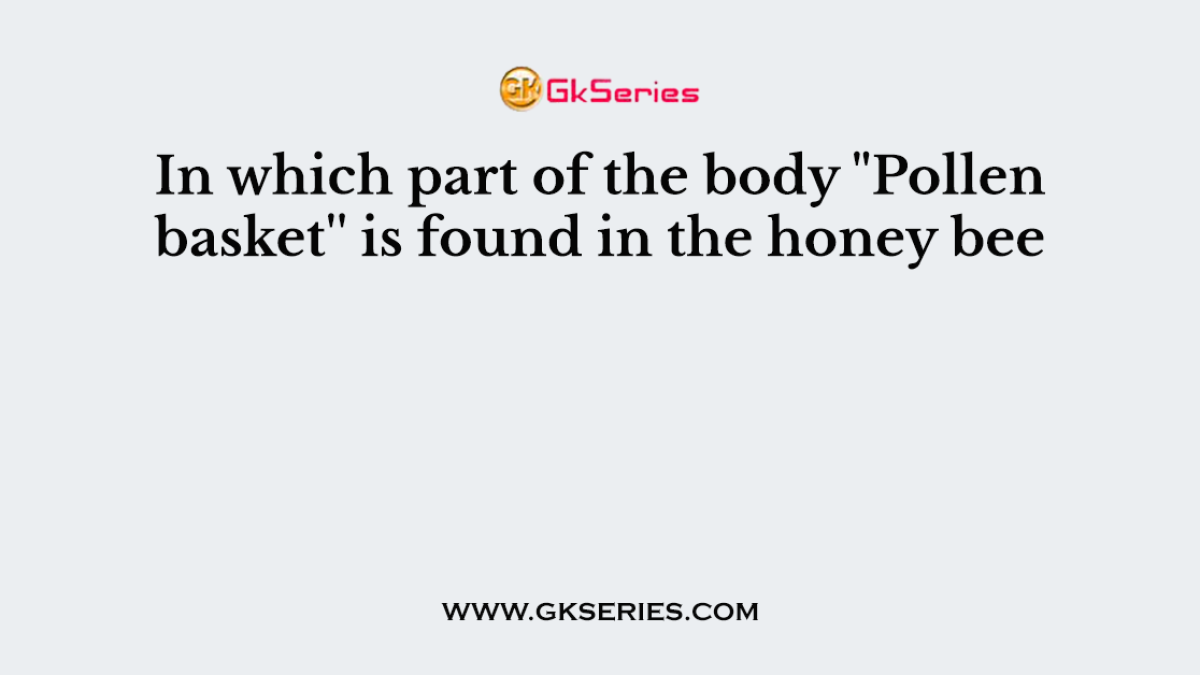 In which part of the body "Pollen basket'' is found in the honey bee