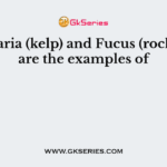 Laminaria (kelp) and Fucus (rock weed) are the examples of