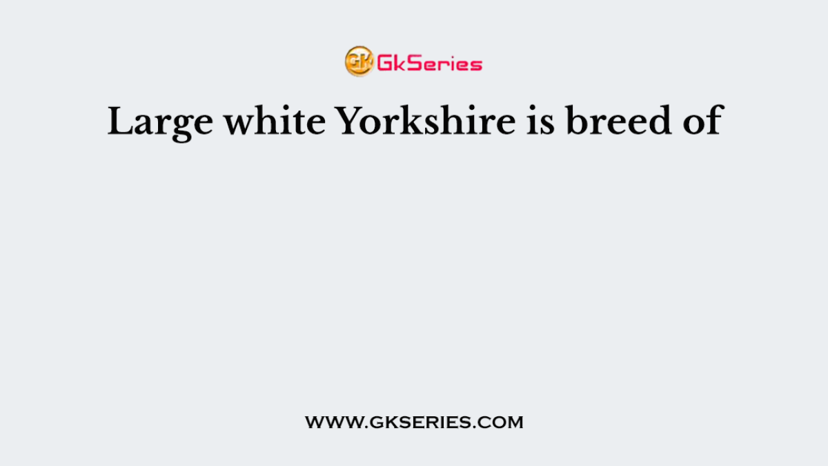 Large white Yorkshire is breed of
