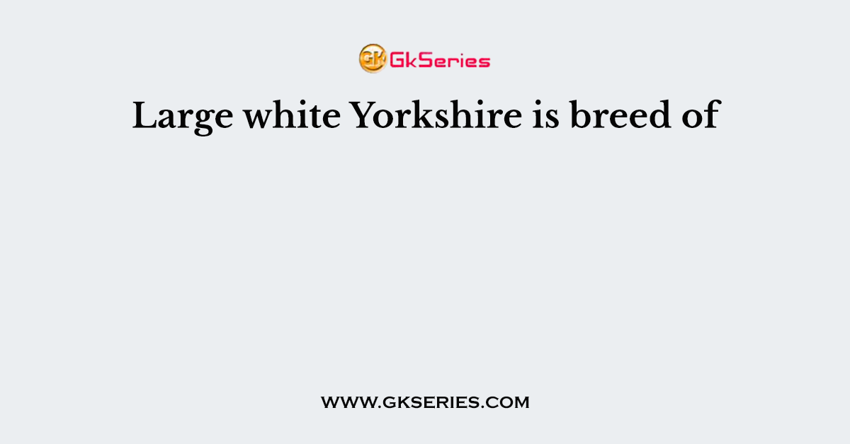 Large white Yorkshire is breed of